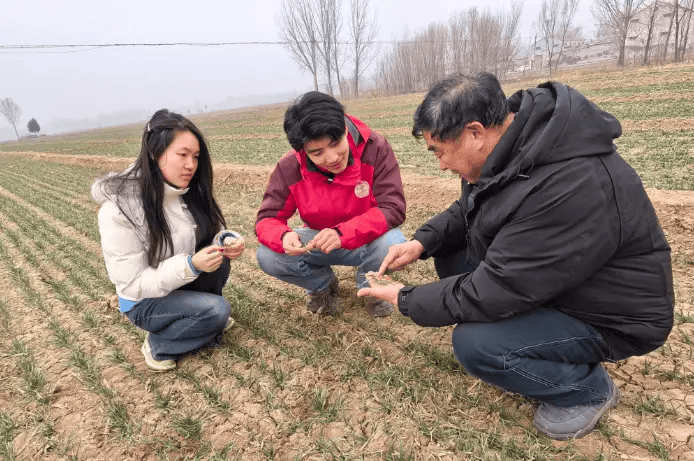 2026新春走基层 | 盐堿(jiǎn)地上崛(jué)起“绿色粮仓”